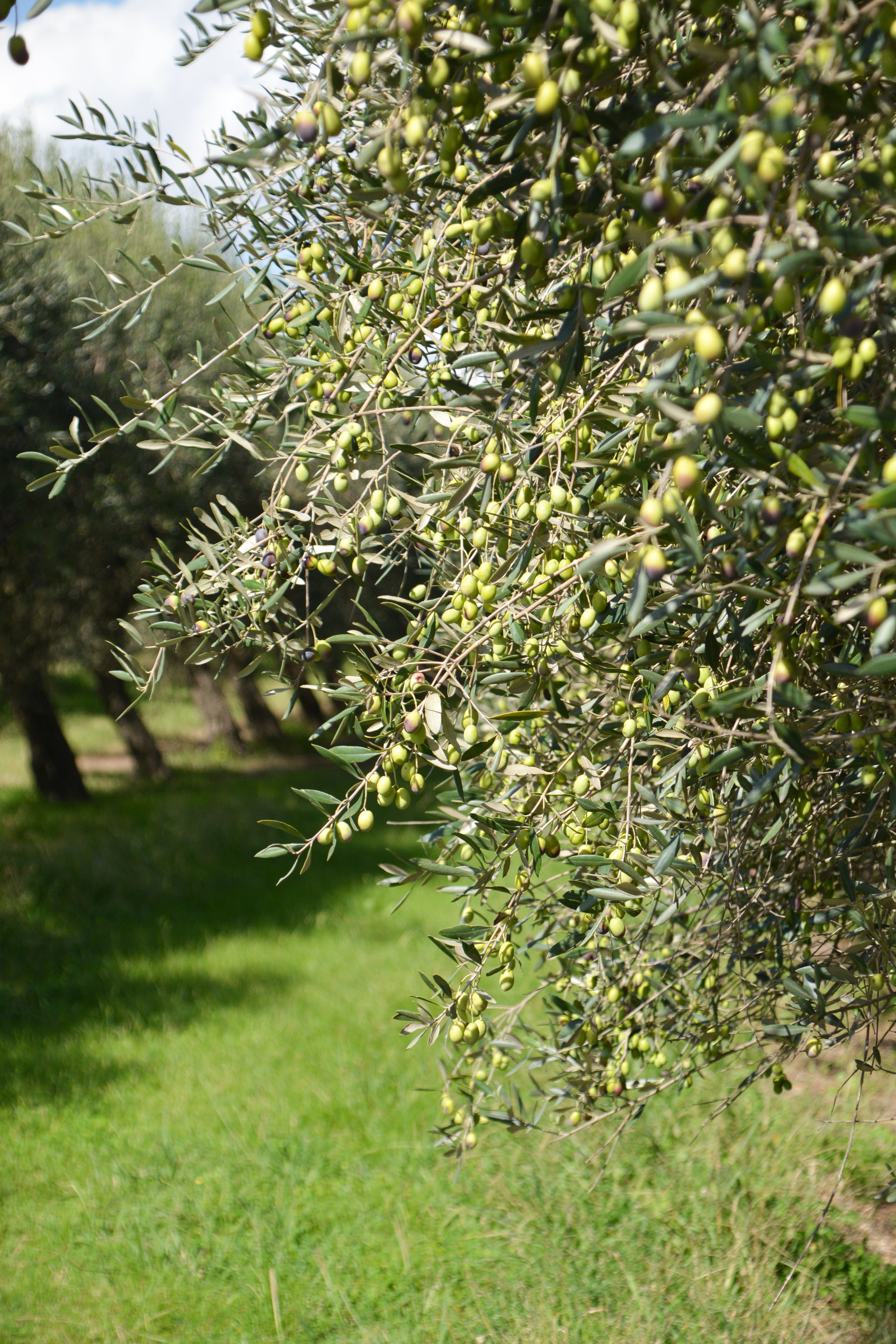 Extra Virgin Olive Oils